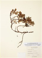 藏品(熊果)的圖片